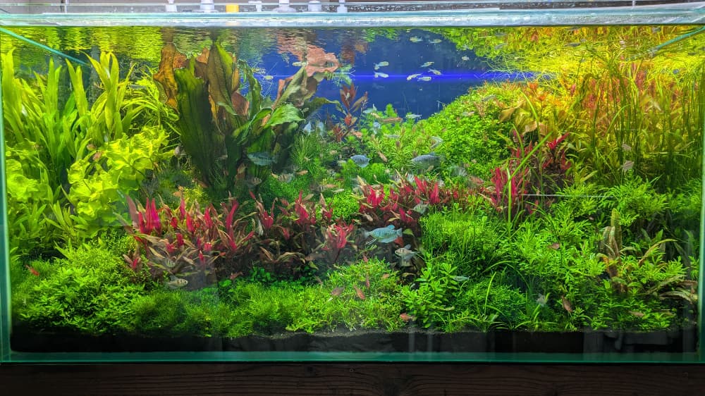 熱帯魚が泳ぐ様子