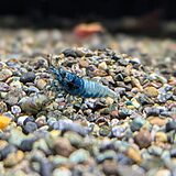 ターコイズシュリンプ