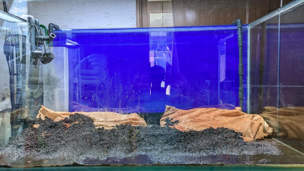 水草堆肥を入れた様子