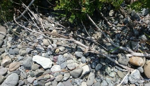 流木に付く白いモヤモヤ対策 Ordinary Aquarium 流木に付く白いモヤモヤ対策 Ordinary Aquarium