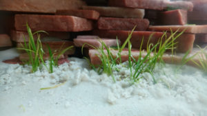 Helanthium tenellum