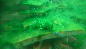 algae