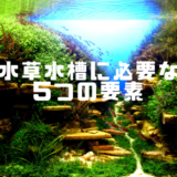 水草水槽に必要な5つに要素