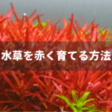 水草を赤く育てる方法