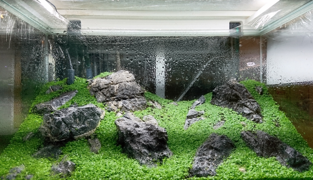 適温はどれくらい 水草水槽の水温 ー季節ごとの水温管理を詳しく解説ー Ordinary Aquarium