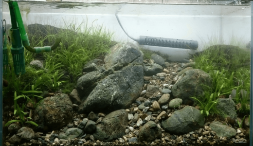 Add aquatic plants and soil
