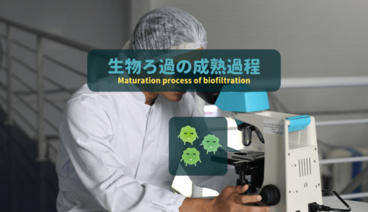 生物ろ過の成熟過程