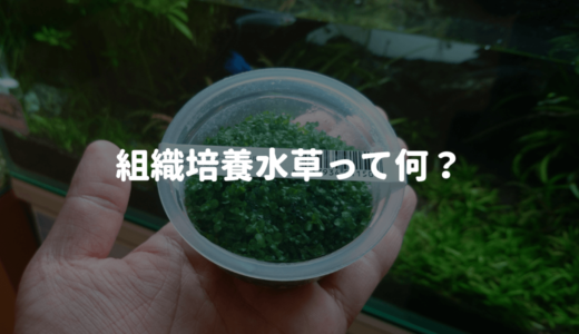 【これからの水草】組織培養水草って何？