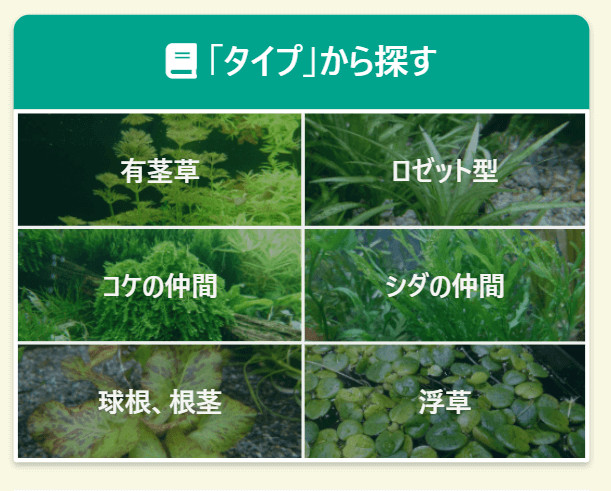 タイプ