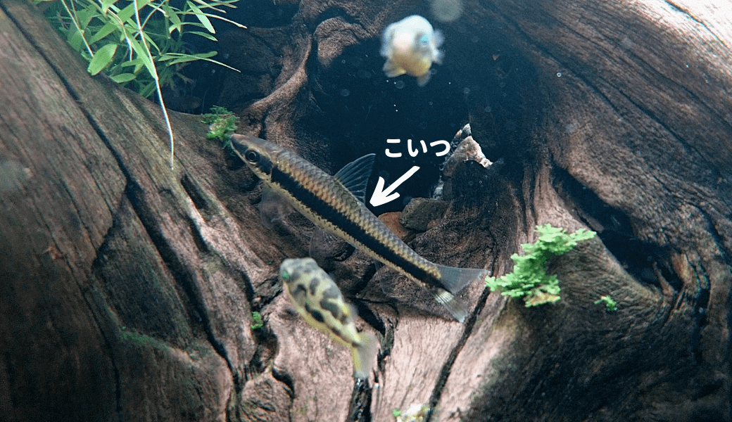 黒髭コケ予防！】サイアミーズフライングフォックス | Ordinary-Aquarium