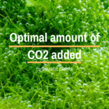 Optimal amount of CO2 added to aquatic plants