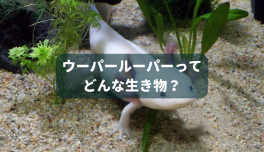 初心者向き ウーパールーパーをシンプルに飼う方法 ー必要機材 セット方法 日常管理を詳しく解説ー Ordinary Aquarium