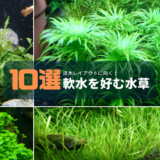 軟水を好む水草10選