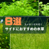 サイドにおすすめの水草