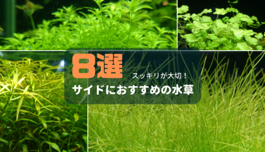 サイドにおすすめの水草
