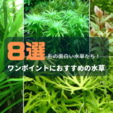 ワンポイントにおすすめの水草