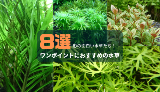 ワンポイントにおすすめの水草