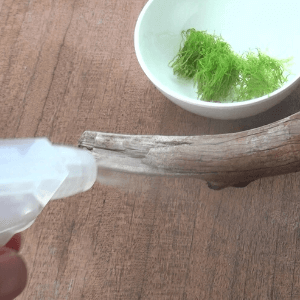 霧吹きで流木を濡らす