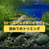 【水草レイアウト】初めての水草のトリミング