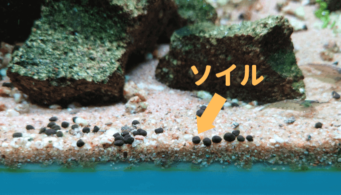 こぼれたソイル