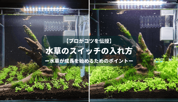 水草のスイッチの入れ方 ー水草が成長を始めるためのポイントー