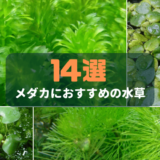 メダカにおすすめの水草