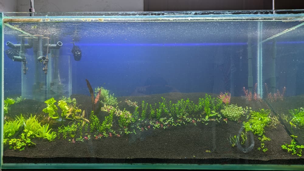 水草を植えた様子