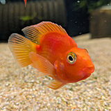 Cichlasoma synspilum × Cichlasoma citrinellum 'Purple Parrot Fire'