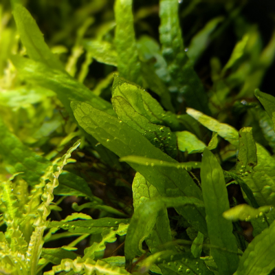 ミクロソルム プテロプス ‘ナローミニ’