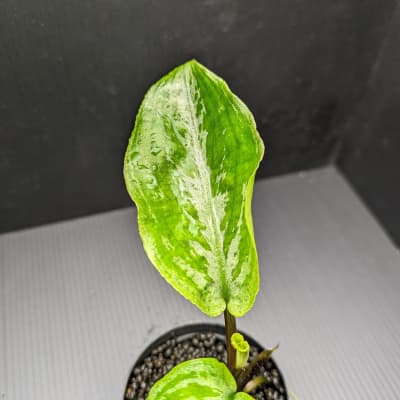 ラゲナンドラ メエボルディ ‘ウォーターメロン’