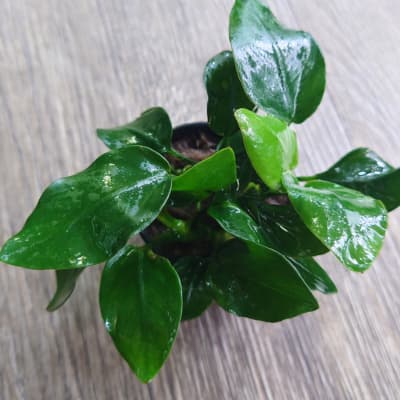 アヌビアス ナナ ‘リンクルリーフ’