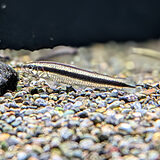 アパレイオドン アフィニス