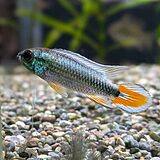 アピストグラマ アガシジィ 'ブルーフレーム'