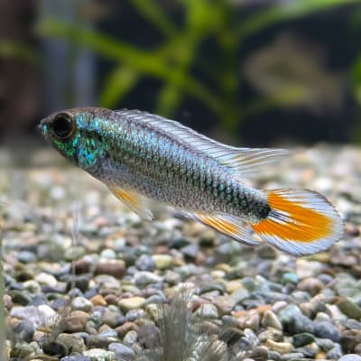 アピストグラマ アガシジィ ‘ブルーフレーム’