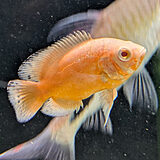 アルビノレッドオスカー