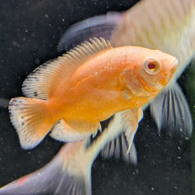 アルビノレッドオスカー