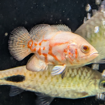 アルビノタイガーオスカー