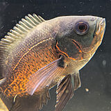 レッドオスカー