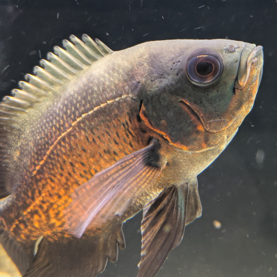 レッドオスカー