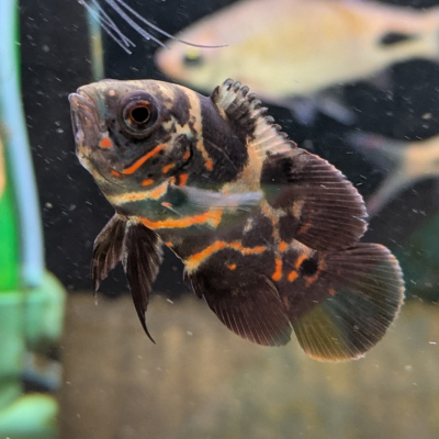 タイガーオスカー