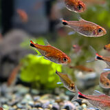 ディープレッドホタルテトラ