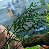 ボルビティスsp. 'ギニアンナロー'