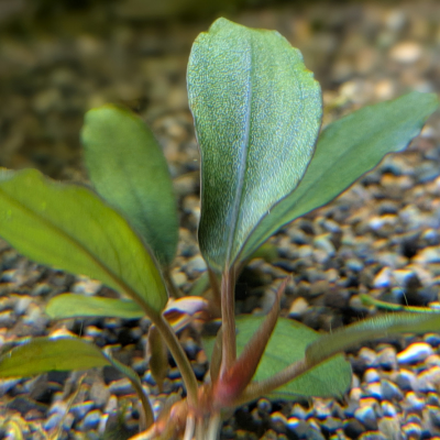 ブケファランドラ ‘ブラックパール’