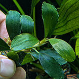 ブケファランドラ 'オボベイトグリーン'