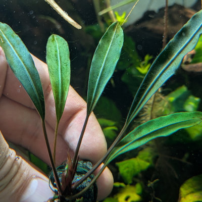 陰性水草」の記事一覧 | Ordinary-Aquarium