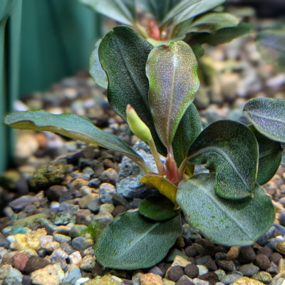 ブケファランドラ ‘テイア’