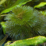 ロージーカボンバ