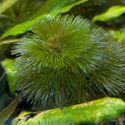 ロージーカボンバ