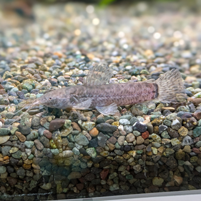 カリクティス カリクティス