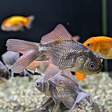 青文魚